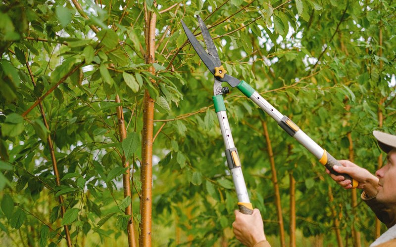 Tree trimming in Garrattsville, NY